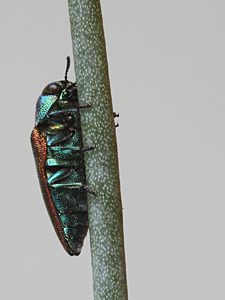 Stanwatkinsius grevilleae, PL1502, on Hakea cycloptera, 6.7 × 2.7 mm
